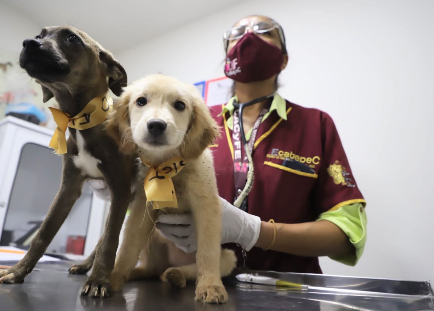 Autoridades de Ecatepec rescatan 22 perros tras denuncia de maltrato y abandono