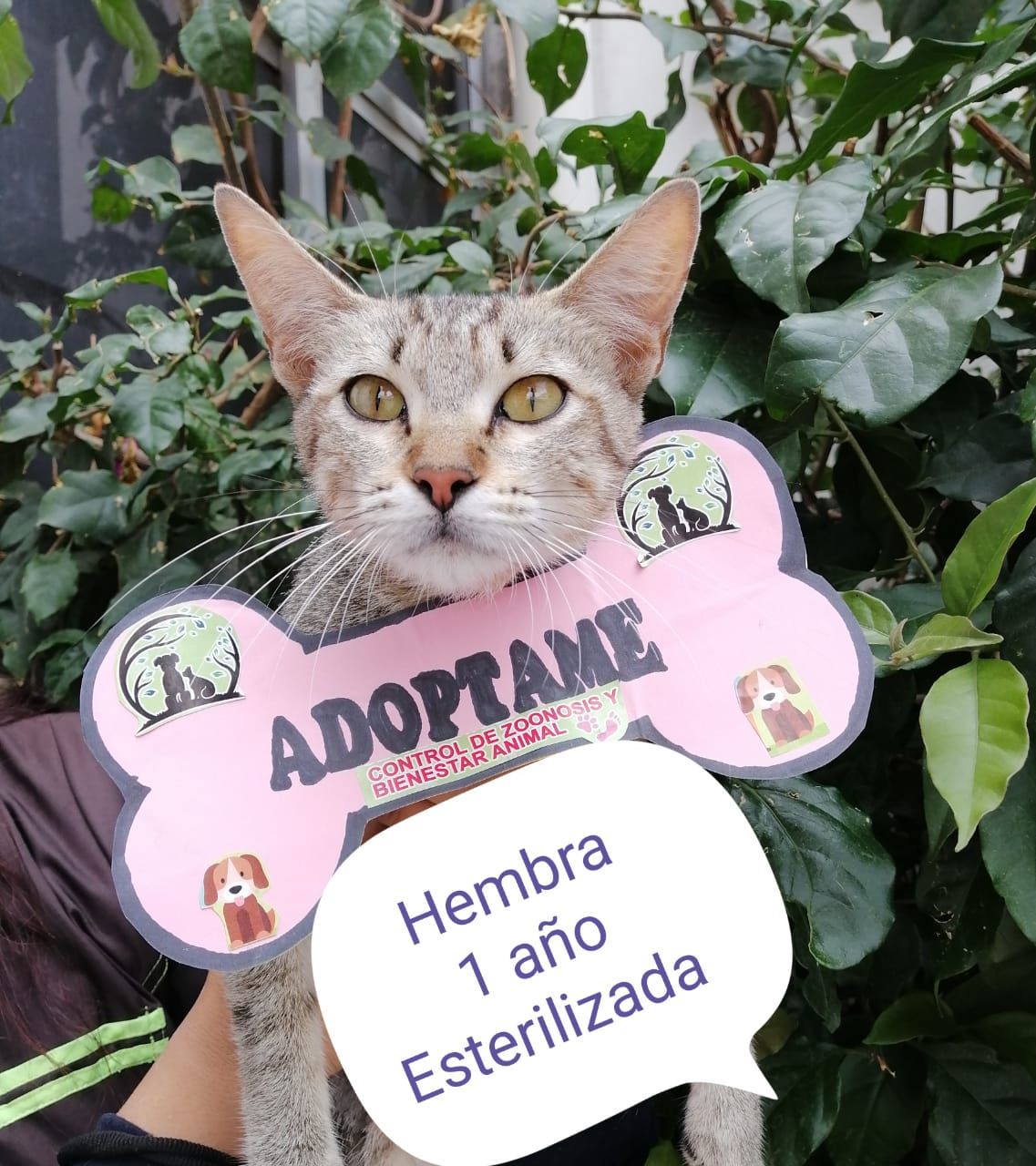Zoonosis Chimalhuacán refuerza campaña de adopción canina y felina