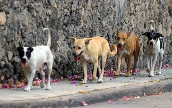 Jauría de perros atacan y matan a comerciante de Chiconcuac; pese a ello las autoridades municipales no actúan 