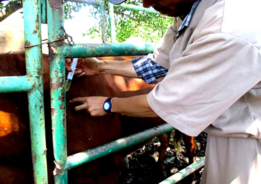 Reciben cerca de 28 mil cabezas de ganado vacuna contra la rabia