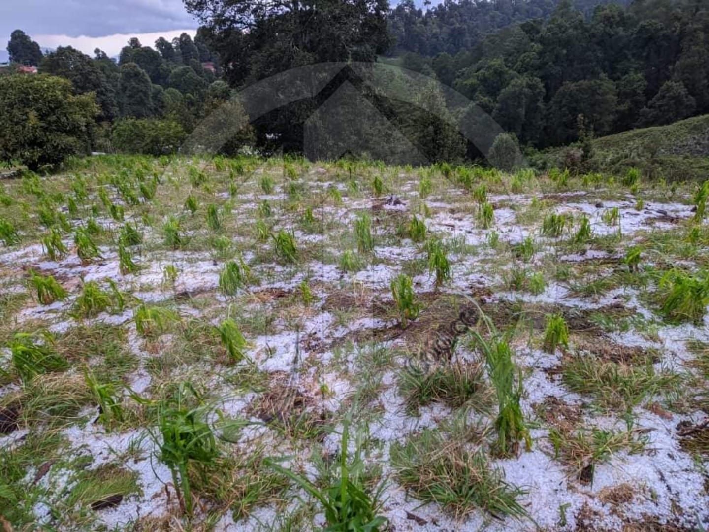 Afectan granizadas cultivos diversos en la sierra de Ajuchitlán del Progreso
