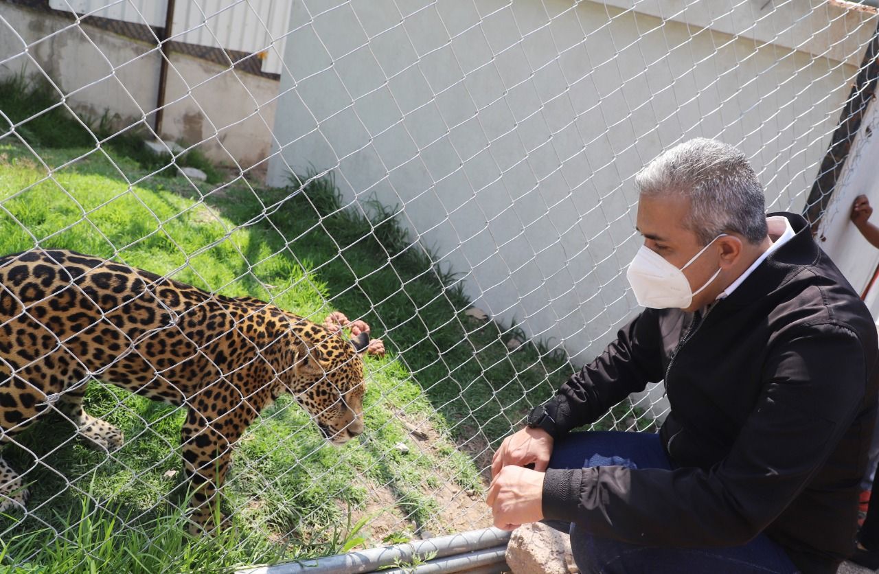 Inauguran en Ecatepec hábitat para la preservación del jaguar mexicano
