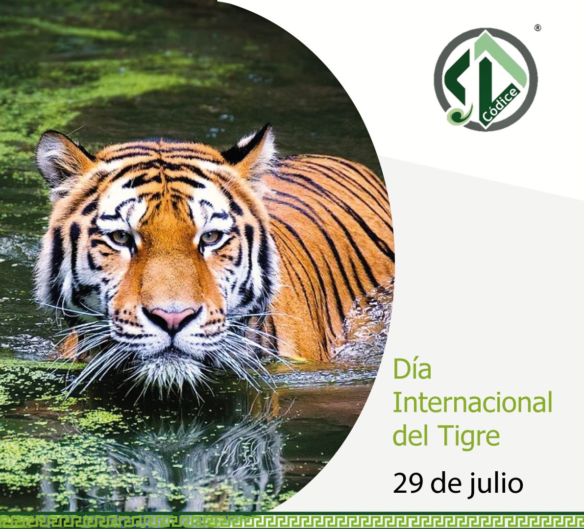 Día Internacional del Tigre
