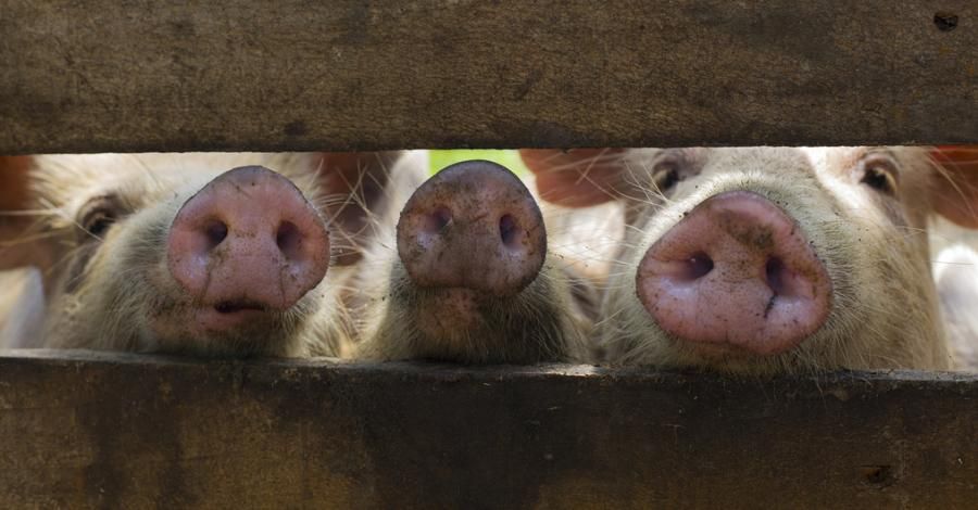 México activa plan de ’Bioseguridad Integral’ ante la amenaza de la peste porcina africana: SADER