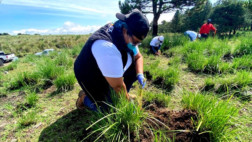 Inician actividades ’Voluntarios Caem’ con la reforestación del Nevado de Toluca