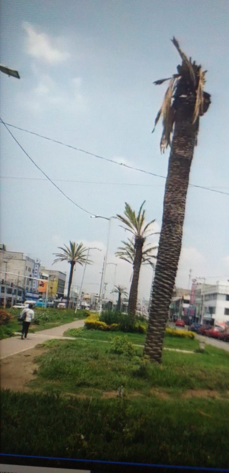 #El bello paisaje de las palmeras en las avenidas de Nezahualcóyotl se apagan lentamente