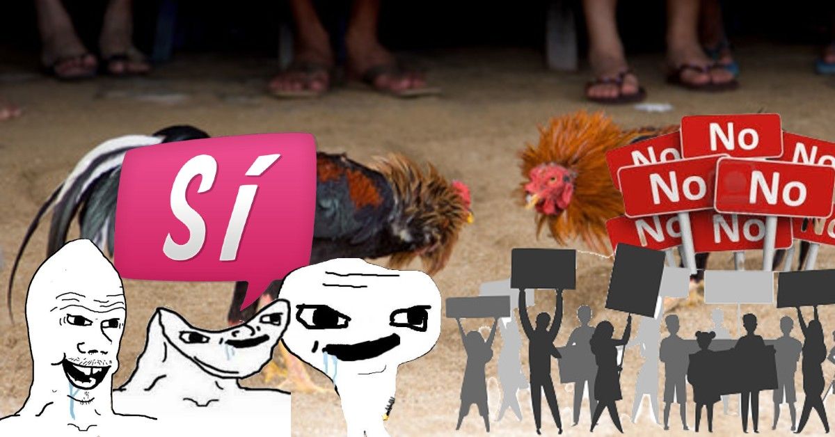 Tienen diputados de Hidalgo oportunidad de reivindicarse contra las Peleas de gallos
