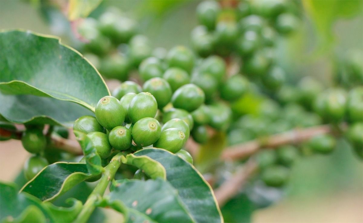 En Edoméx se cosechan más de 570 toneladas de café al año