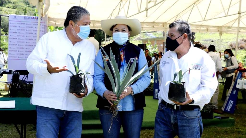 El GEM fortalece la producción de agave mezcalero en el Estado de México