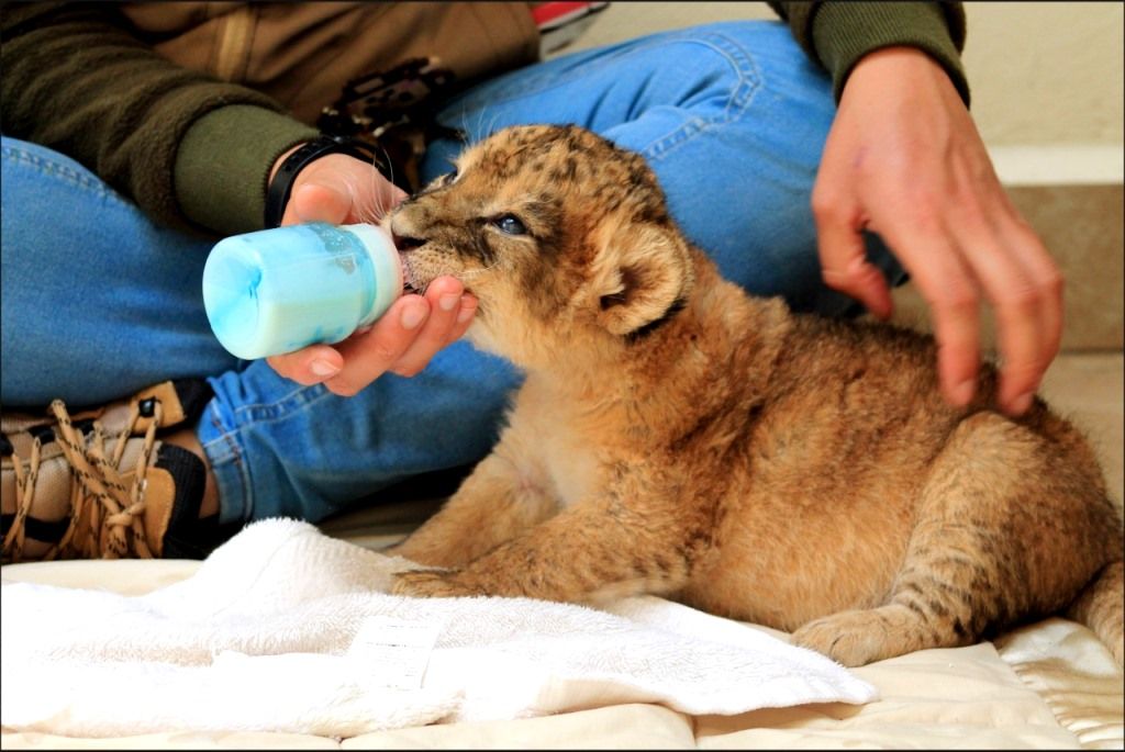 Nacen tres crías de león de la especie panthera leo en el Edoméx
