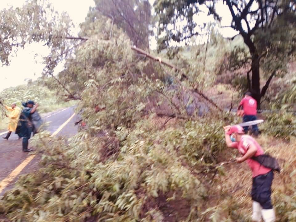 Apagones y árboles caídos reportan por "Nora", en Atoyac 
