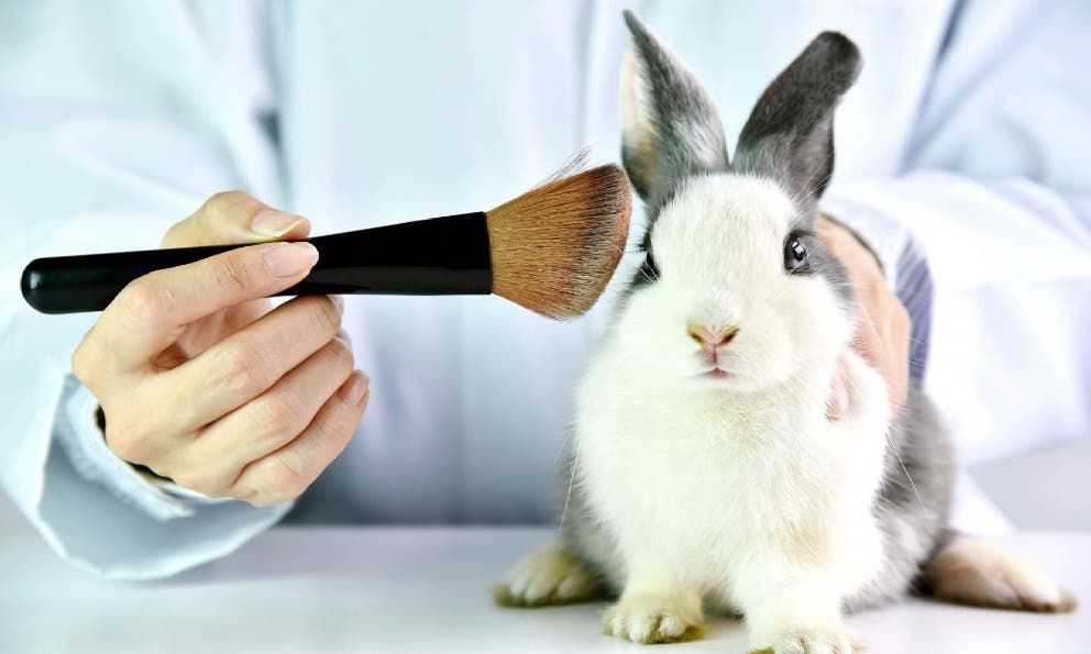 Avalan prohibición de uso de animales en pruebas cosméticas