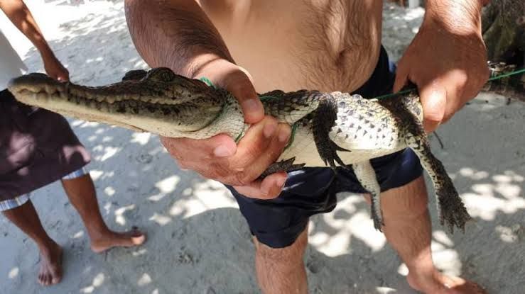 Capturan pequeño cocodrilo en playa Las Gatas