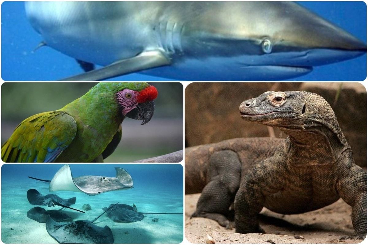 Actualizan lista de especies en peligro de extinción
