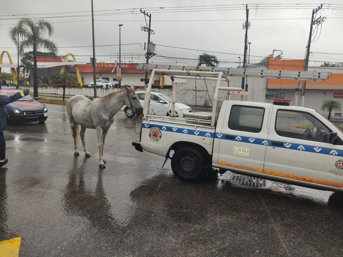 UMPC resguarda equino que deambulaba por principales avenidas

