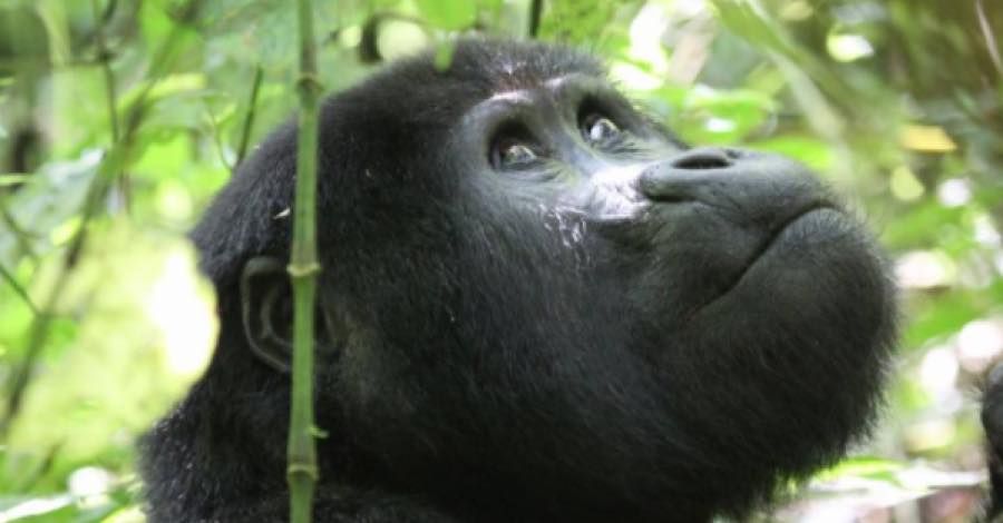 Gorilas de un zoológico de EU dan positivo a COVID-19