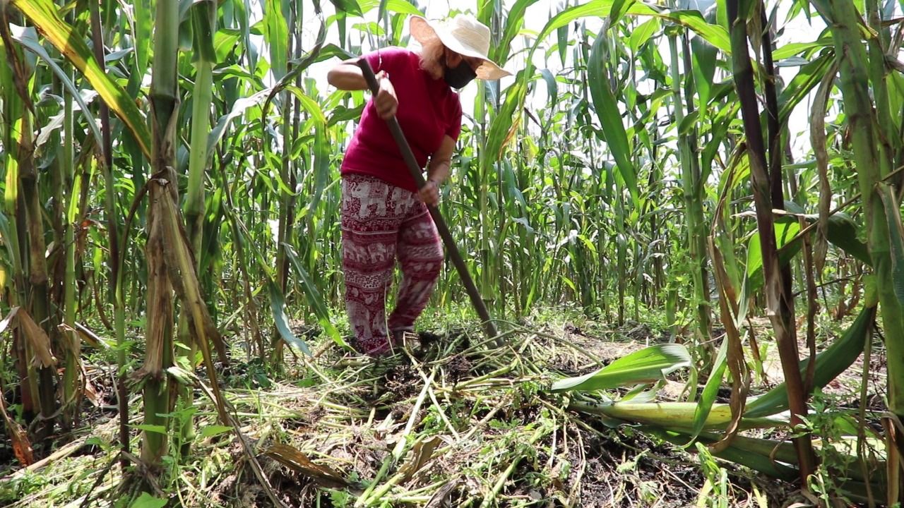 Las #familias xochimilcas cosechan #maíz en forma tradicional de esta zona
