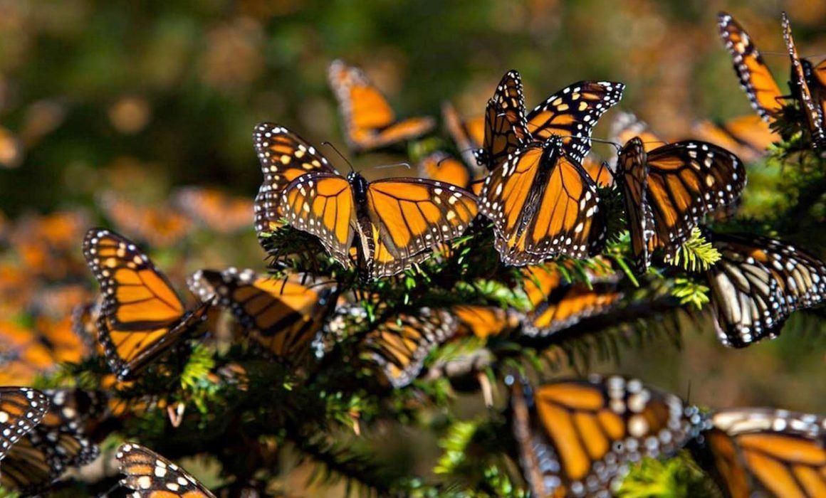 Prevén gran arribo de la Mariposa Monarca a santuarios 