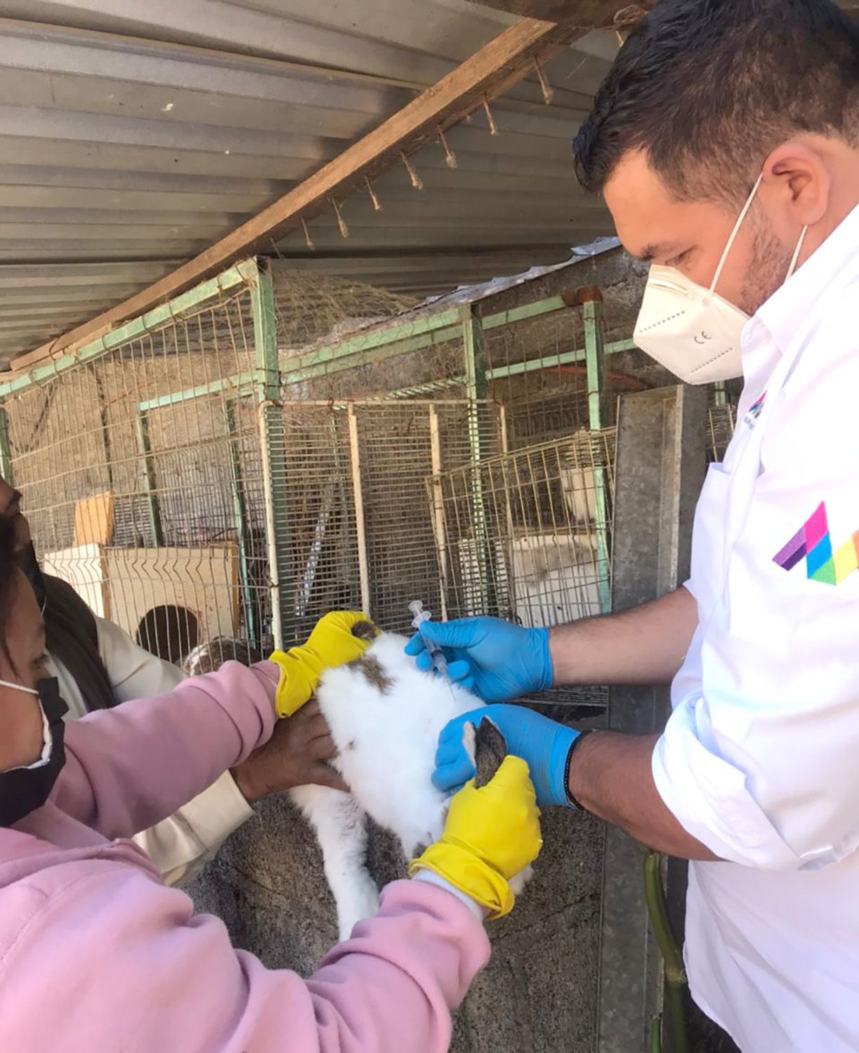 Llega vacunación contra hemorragia viral del consejo a 110 municipios del Edoméx 