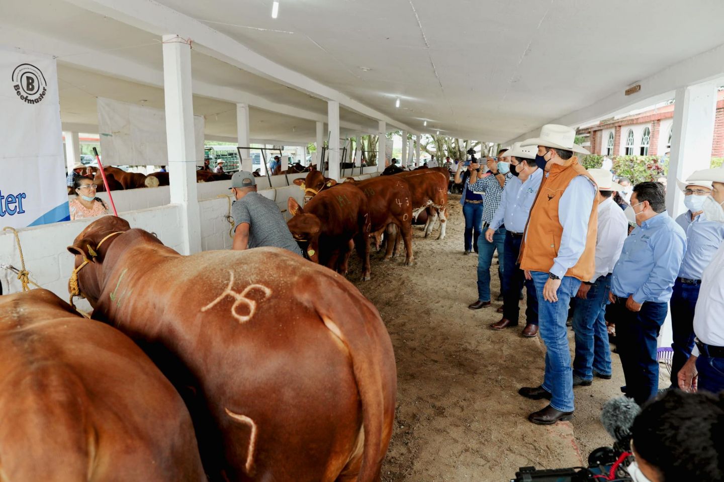 Fortalece Tamaulipas la calidad genética de su ganado
