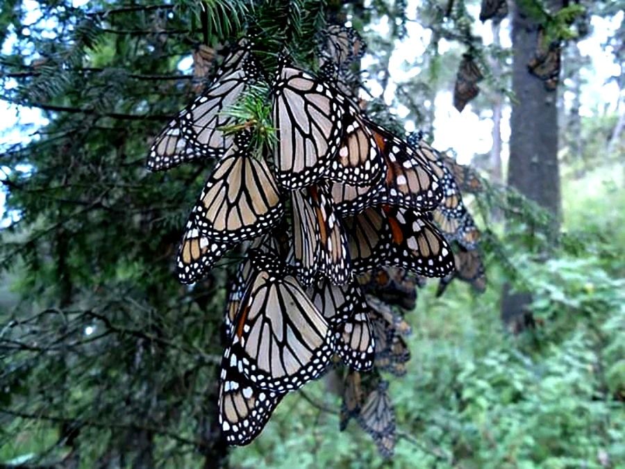 Cuenta José del Rincón con reserva natural de la mariposa monarca