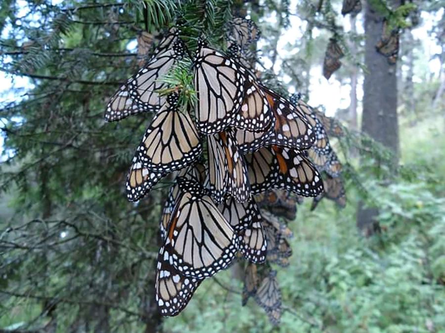 Cuenta San José del Rincón  con reserva natural de la mariposa monarca 
