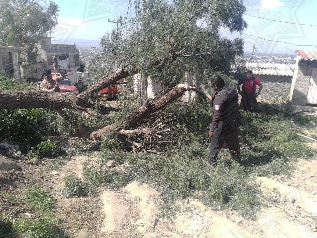 Bomberos Chimalhuacán auxilian a vecinos en retiro de árbol caído