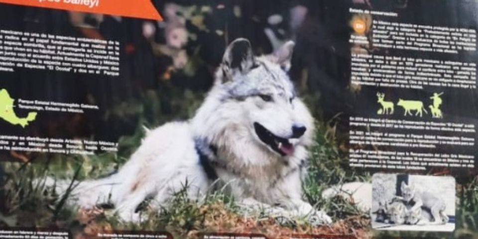 Escapa del parque estatal ejemplar de lobo gris mexicano