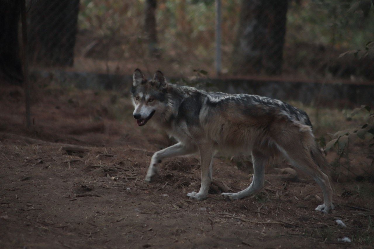 Localizan autoridades a ejemplar de lobo gris mexicano sano y salvo 
