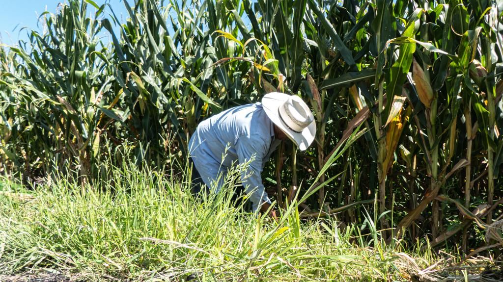 Cambios en COFEPRIS  abren oportunidad para corregir rezagos que afectan la productividad del campo mexicano 