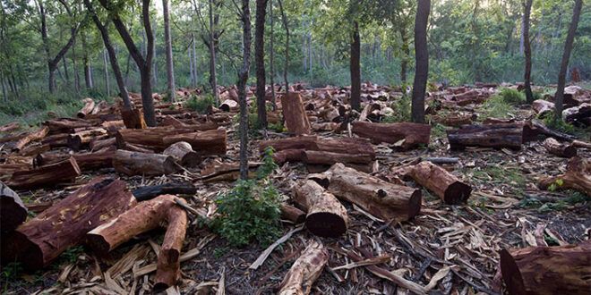Surgen autodefensas de los bosques ante falta de atención de autoridades ambientales