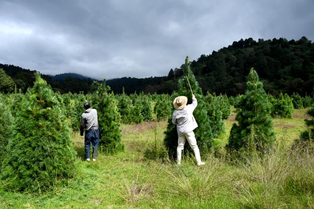 Están listos 400 mil árboles mexiquenses ara adornar la navidad 2021