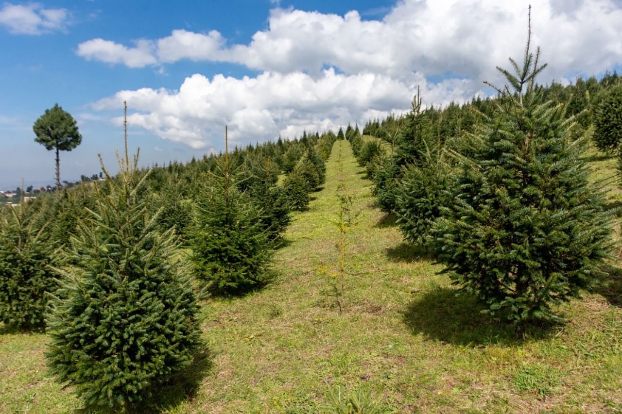 Están listos 400 mil árboles Mexiquenses para adornar la navidad