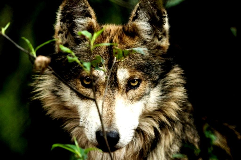 En Tenencingo supervisan construcción del Centro de Conservación más grande del país para el lobo gris mexicano