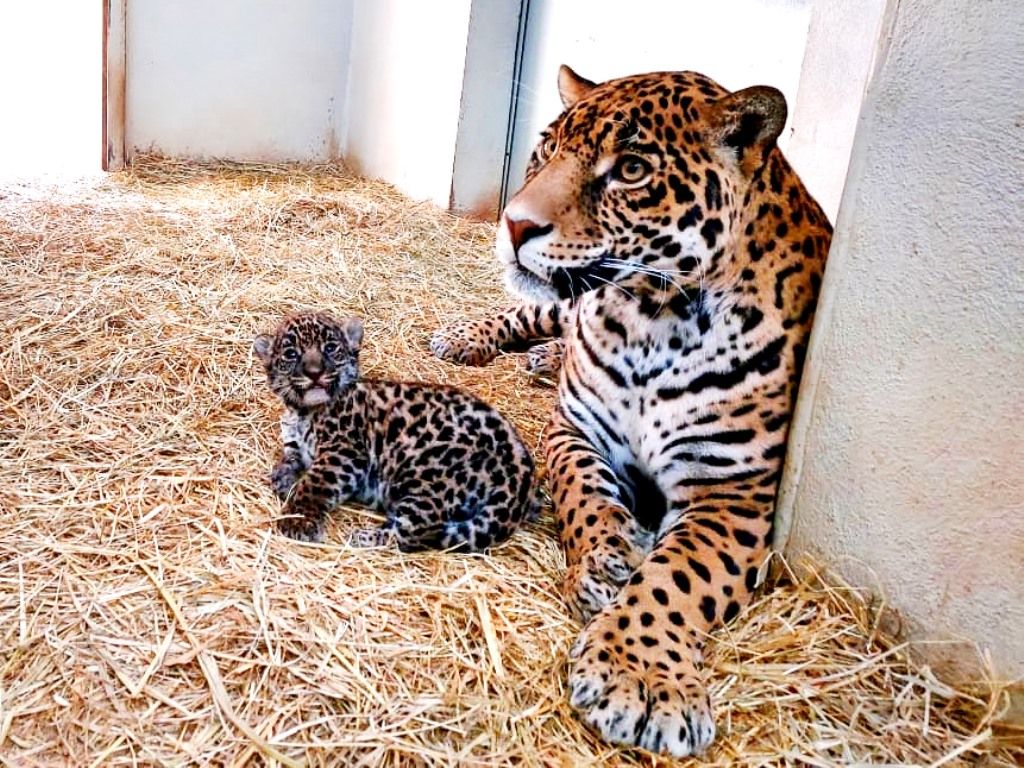 Nacen crías de Jaguar en el Estado de México