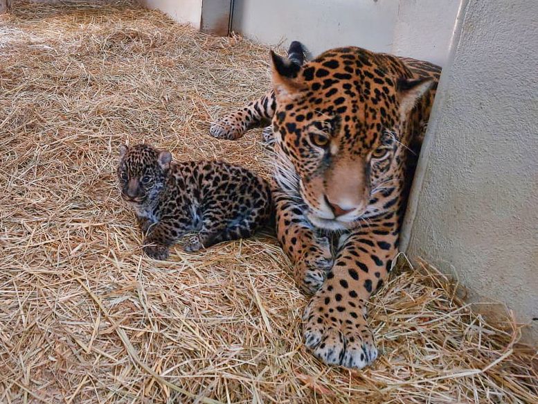 Nacen crías de jaguar en Edoméx 
 
