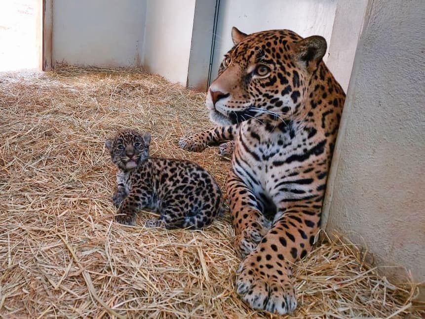 Nacen crías de
jaguar en Edoméx.