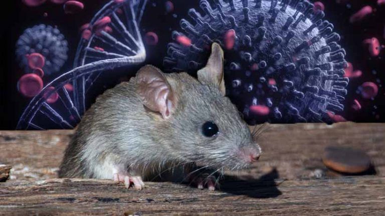 Podrían roedores ser portadores asintomáticos de virus como el Covid-19
