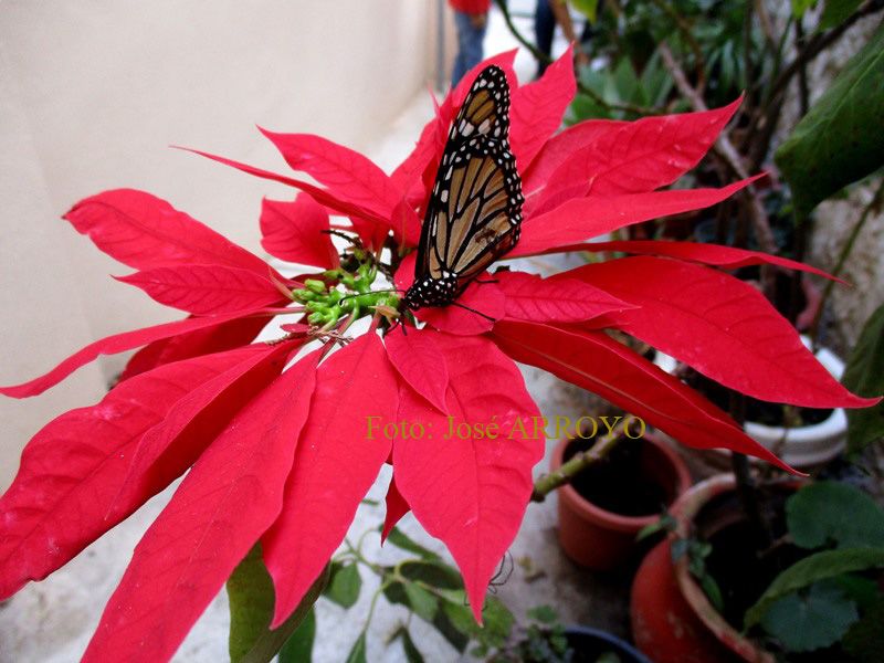 Nochebuena: Conoce más sobre la flor prehispánica que da identidad a la Navidad mexicana