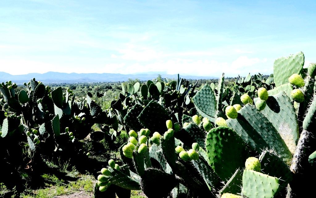El GEM promueve prácticas agrícolas entre las y los productores agropecuarios mexiquenses 