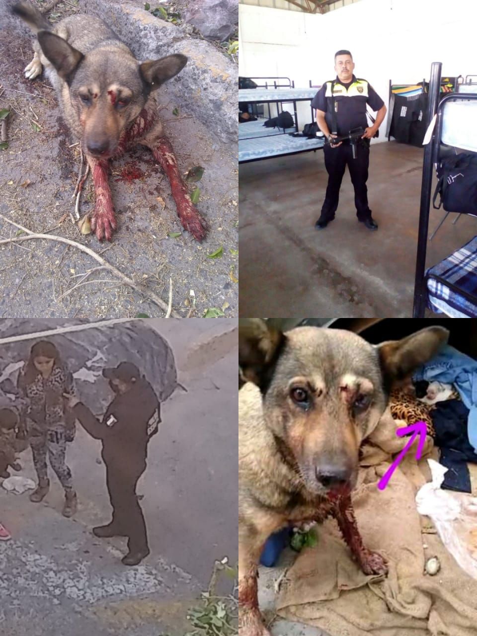 !!Desgraciado!! Policía estatal dispara en la cabeza a perrita que amamantaba a sus cachorros
