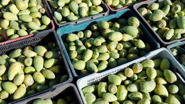 Produce Edoméx El 37 por ciento de Tuna a nivel Nacional