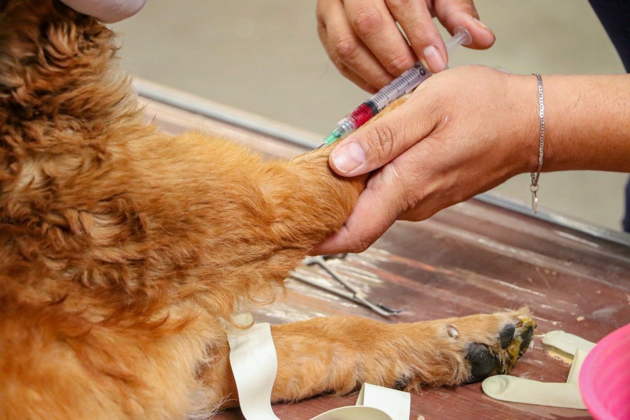 Fomentamos el bienestar animal con 
programa de esterilizaciones caninas y felinas