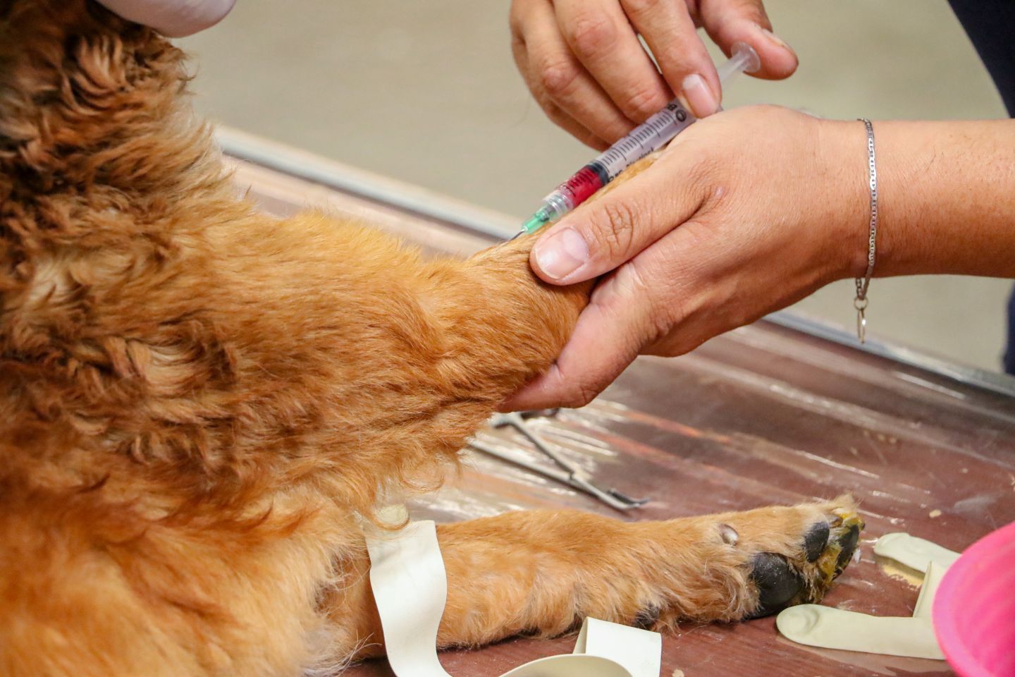 
Fomentamos el bienestar animal con programa de esterilizaciones caninas y felinas
