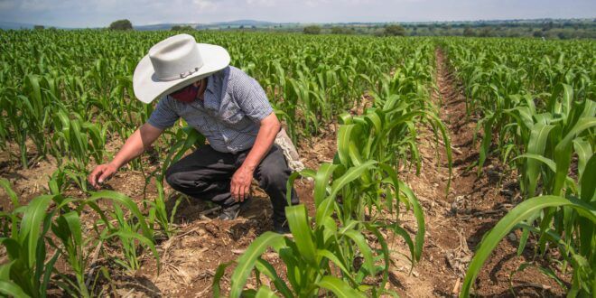 Agricultores de Tamaulipas producirán maíz blanco libre de aflatoxinas y de glifosato