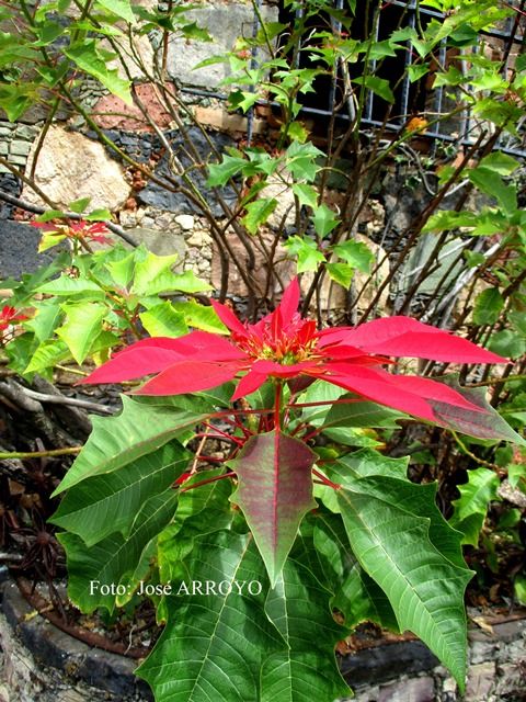 Nochebuena, la flor mexicana que adorna la navidad en el mundo, es originaria de Taxco