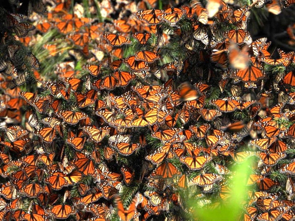El GEM y WWF México trabajan por la conservación de la Mariposa Monarca 