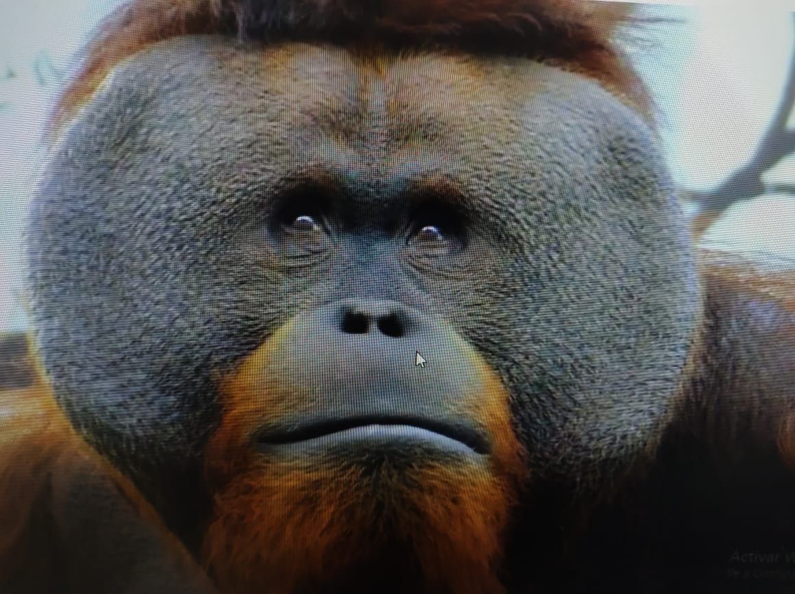#Murio el orangután Toto, uno de los consentidos de Chapultepec