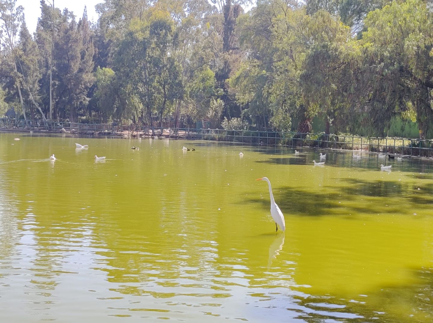 #Este es el Parque Lago del Pueblo de Ciudad Nezahualcóyotl, Estado de México 