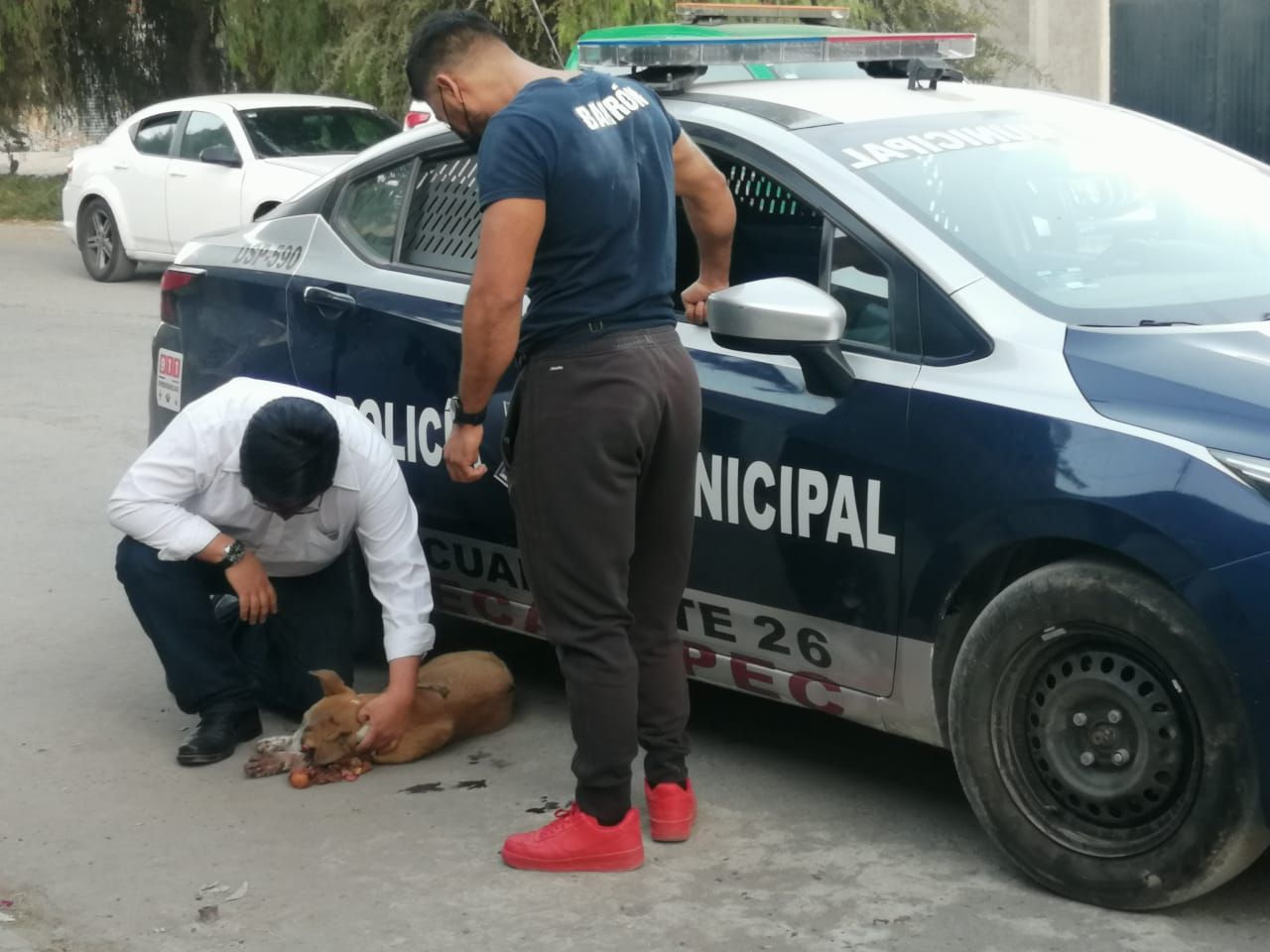 Autoridades de #Ecatepec rescatan a un perro #gravemente herido tras ser agredido con #pirotecnia